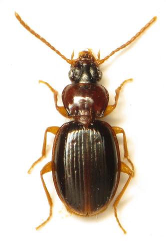 Réf. 295 964 : Trechus sp.